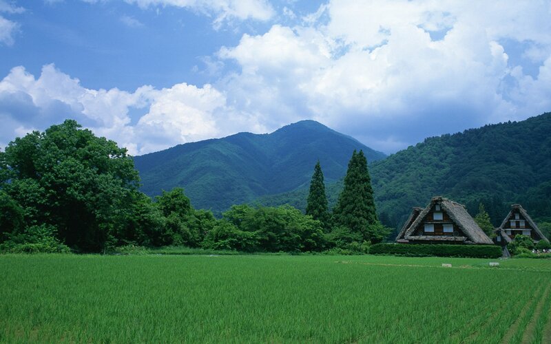 Rice fields and thatched houses