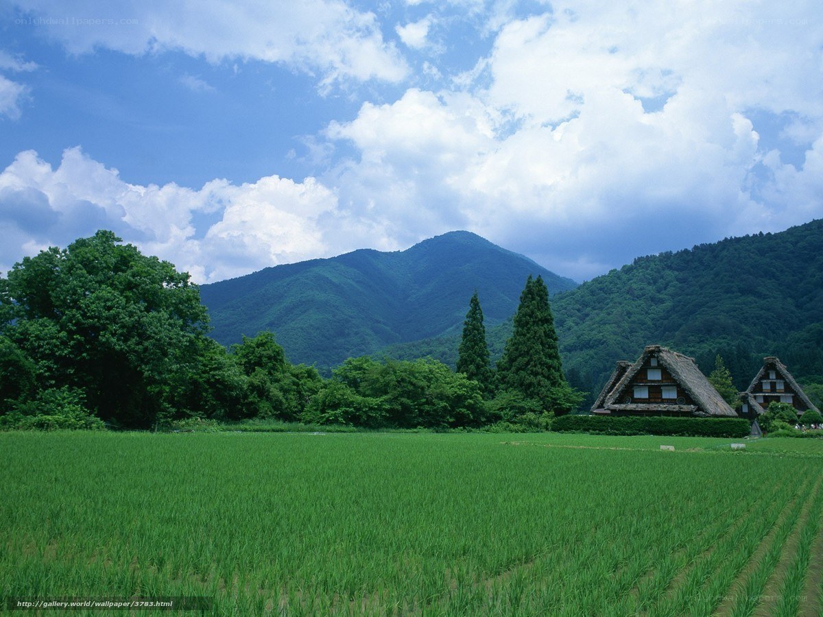 Rice fields and traditional houses