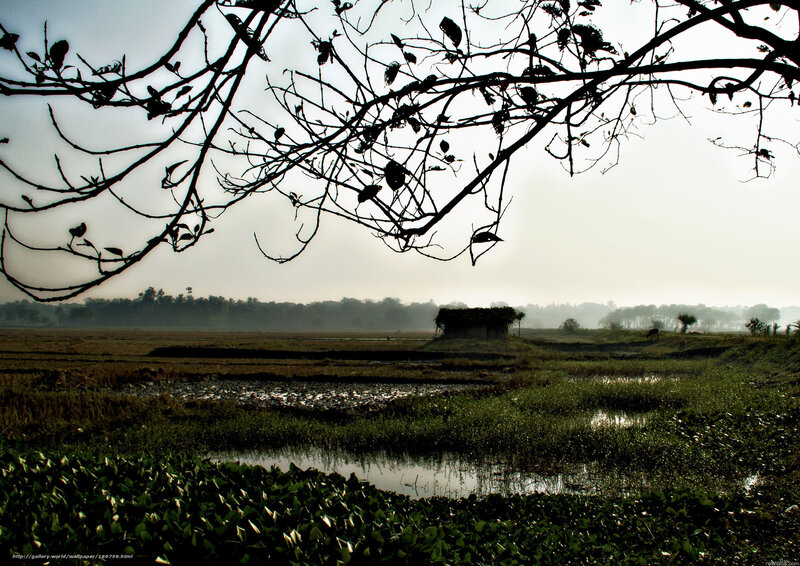 Rice fields at dawn