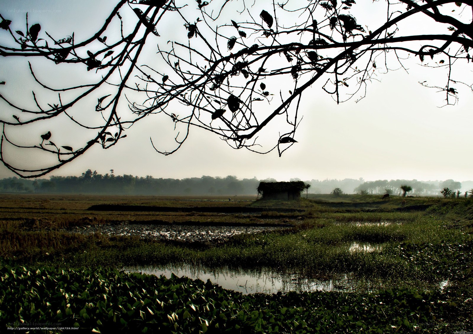 Rice fields at dawn