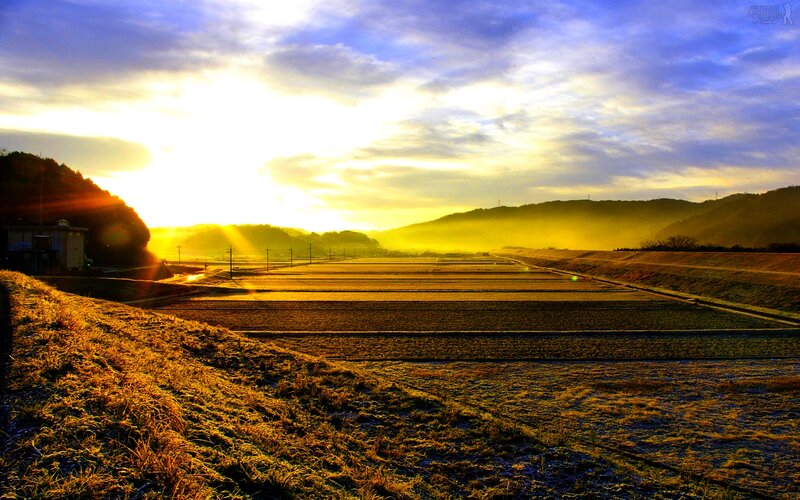 Rice Fields at Sunrise