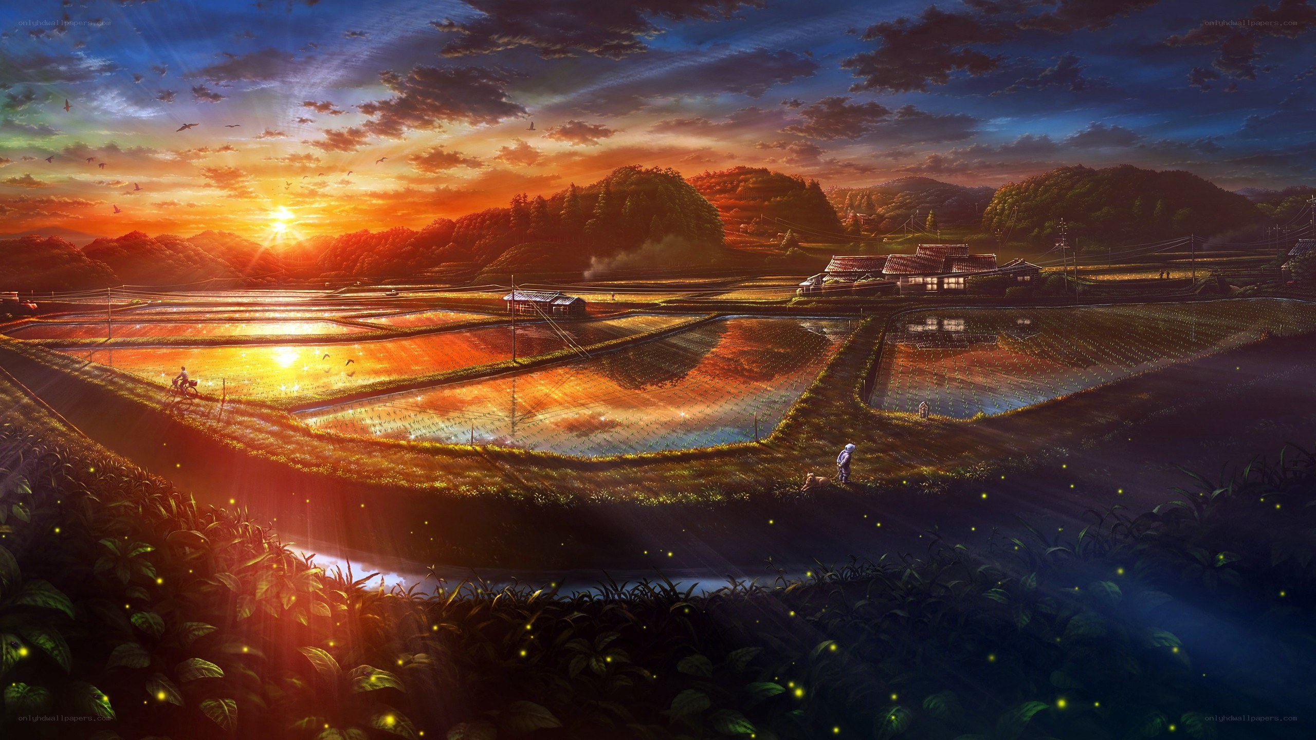 Rice fields at sunset