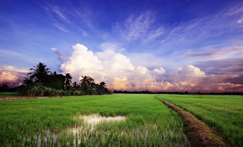 Rice fields at sunset