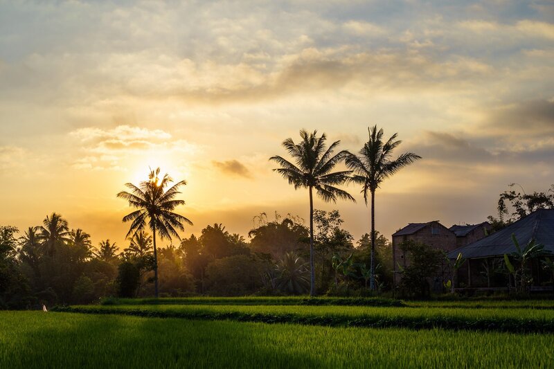 Rice Fields at Sunset — Green