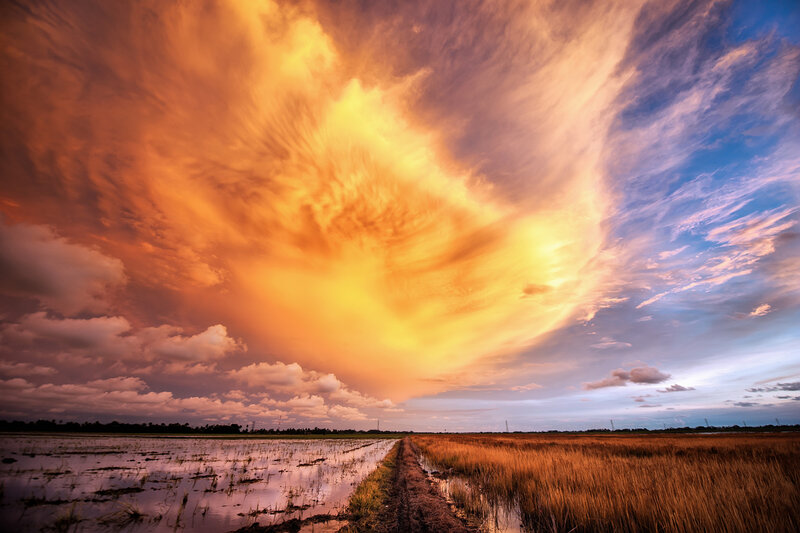 Rice Fields at Sunset — Orange