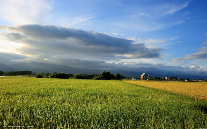 Rice fields at sunset