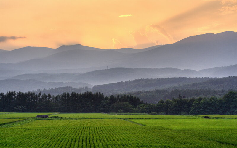 Rice fields at sunset with mountains