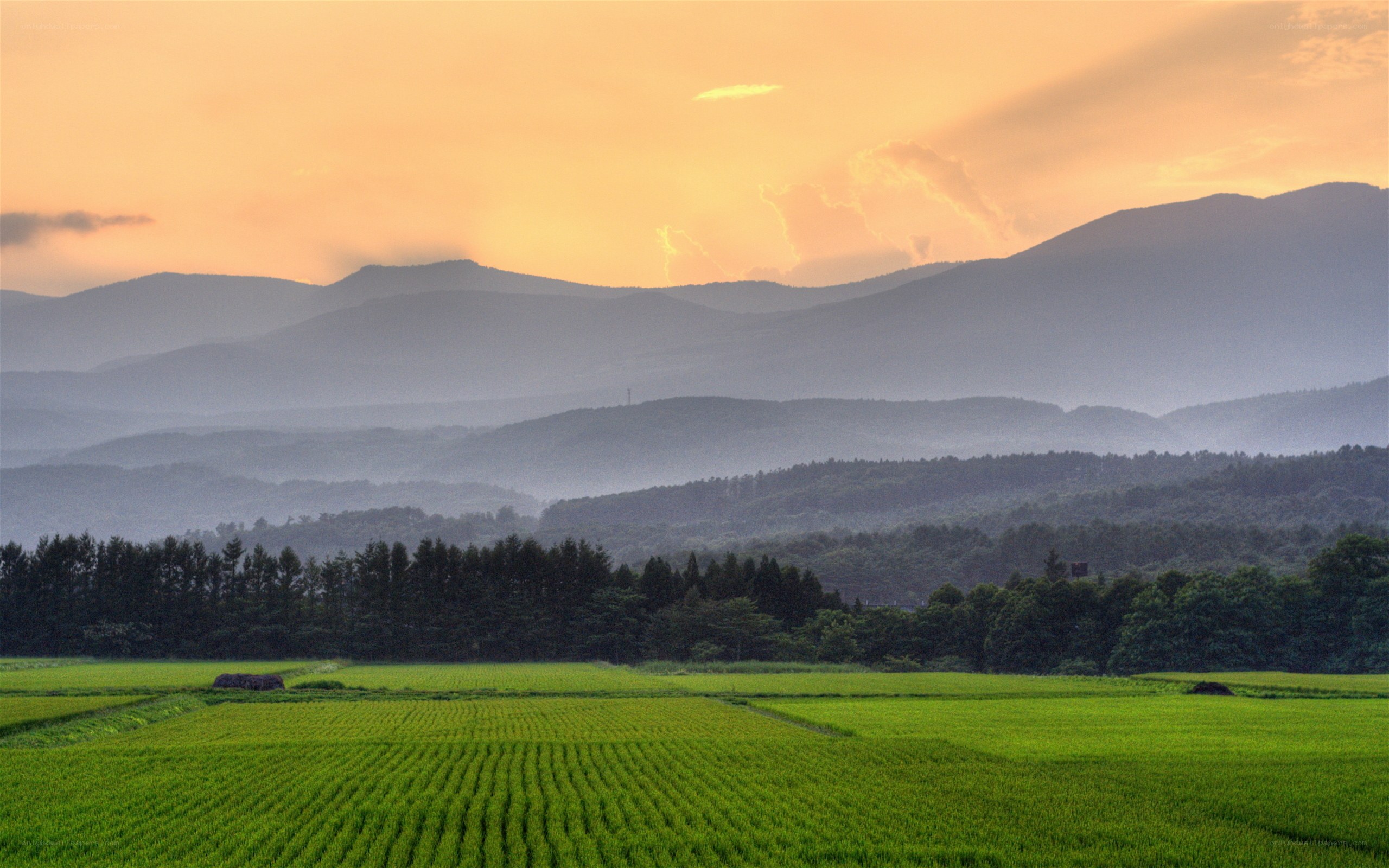 Rice fields at sunset with mountains