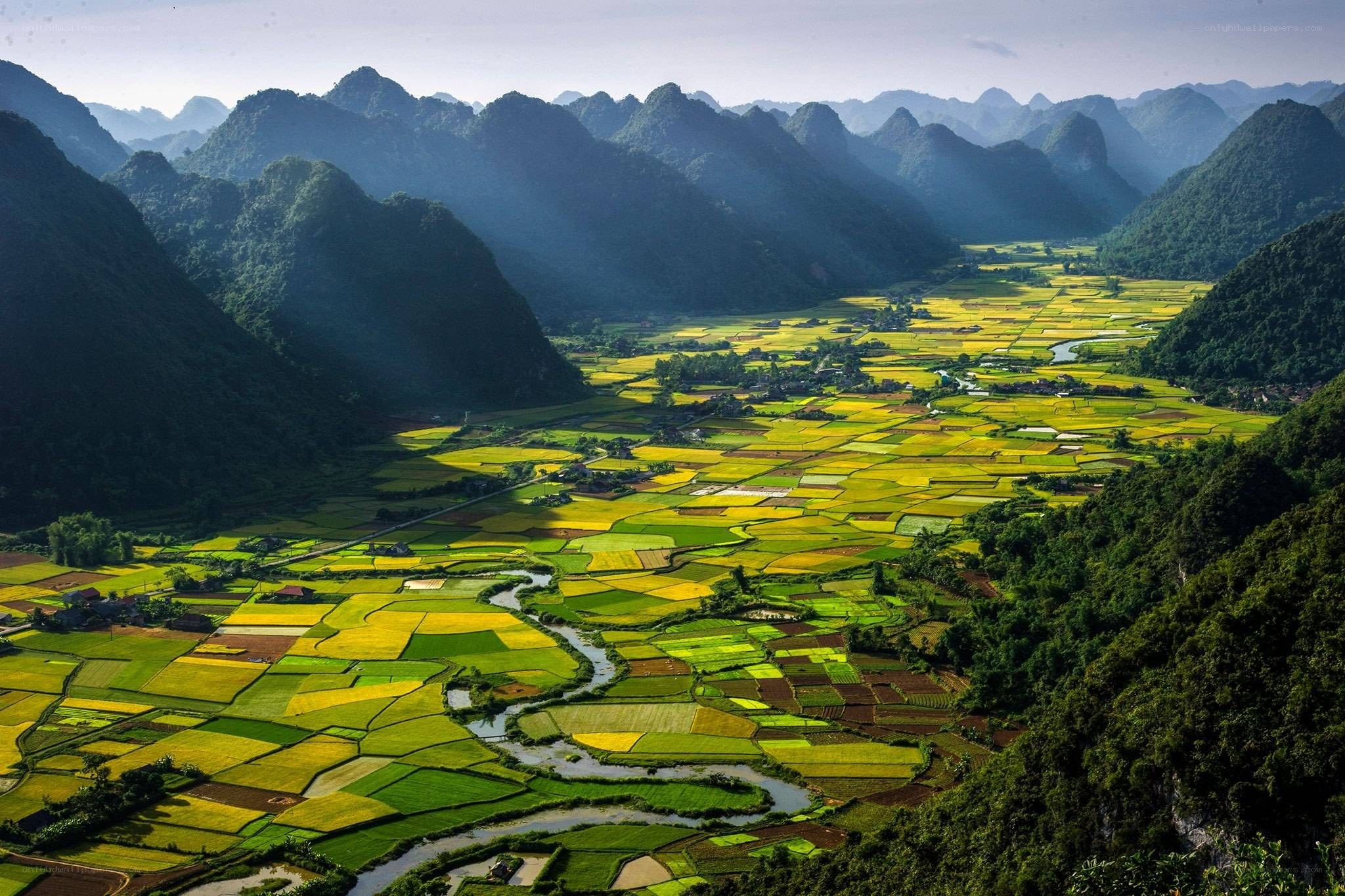 Rice fields in a mountain valley