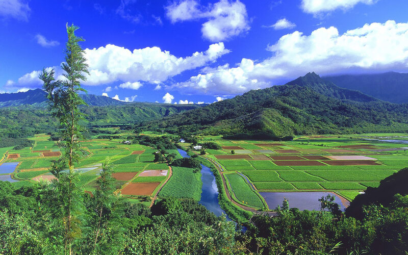 Rice fields in a tropical valley