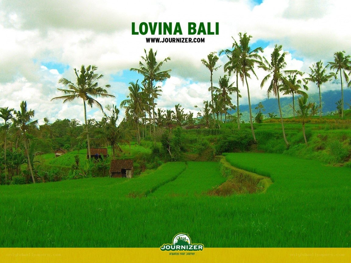 Rice fields in Bali
