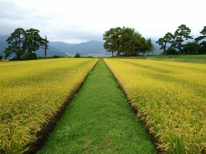 Rice fields in Japan