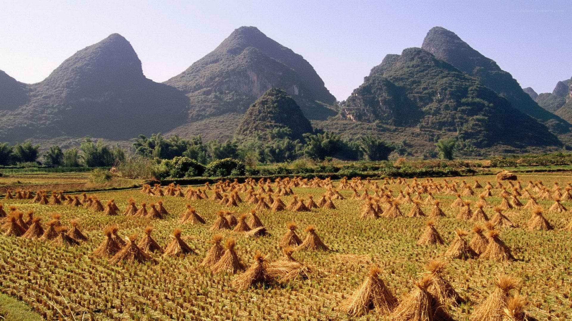 Rice fields with karst mountains
