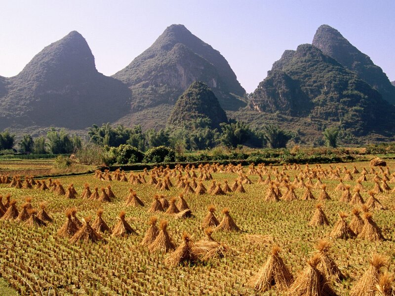 Rice fields with karst mountains