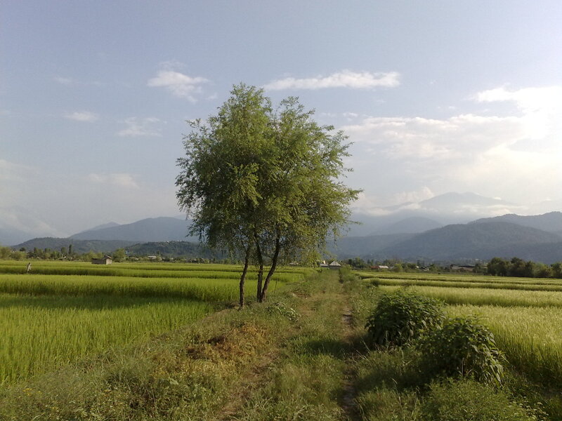 Rice fields with lone tree
