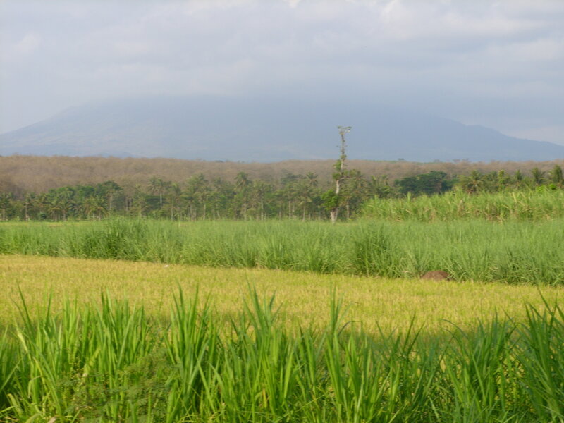 Rice Fields with Mountain