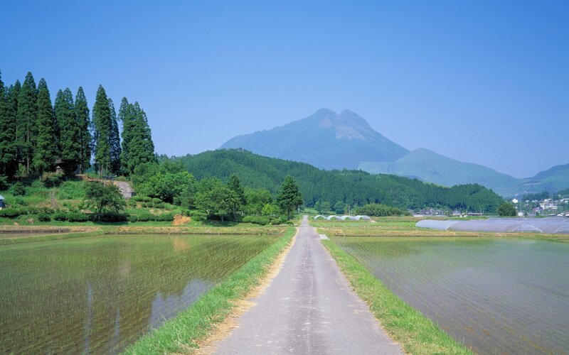 Rice fields with mountain view