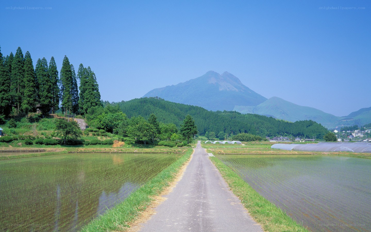 Rice fields with mountain view
