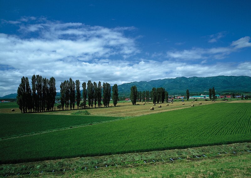 Rice fields with mountains in background
