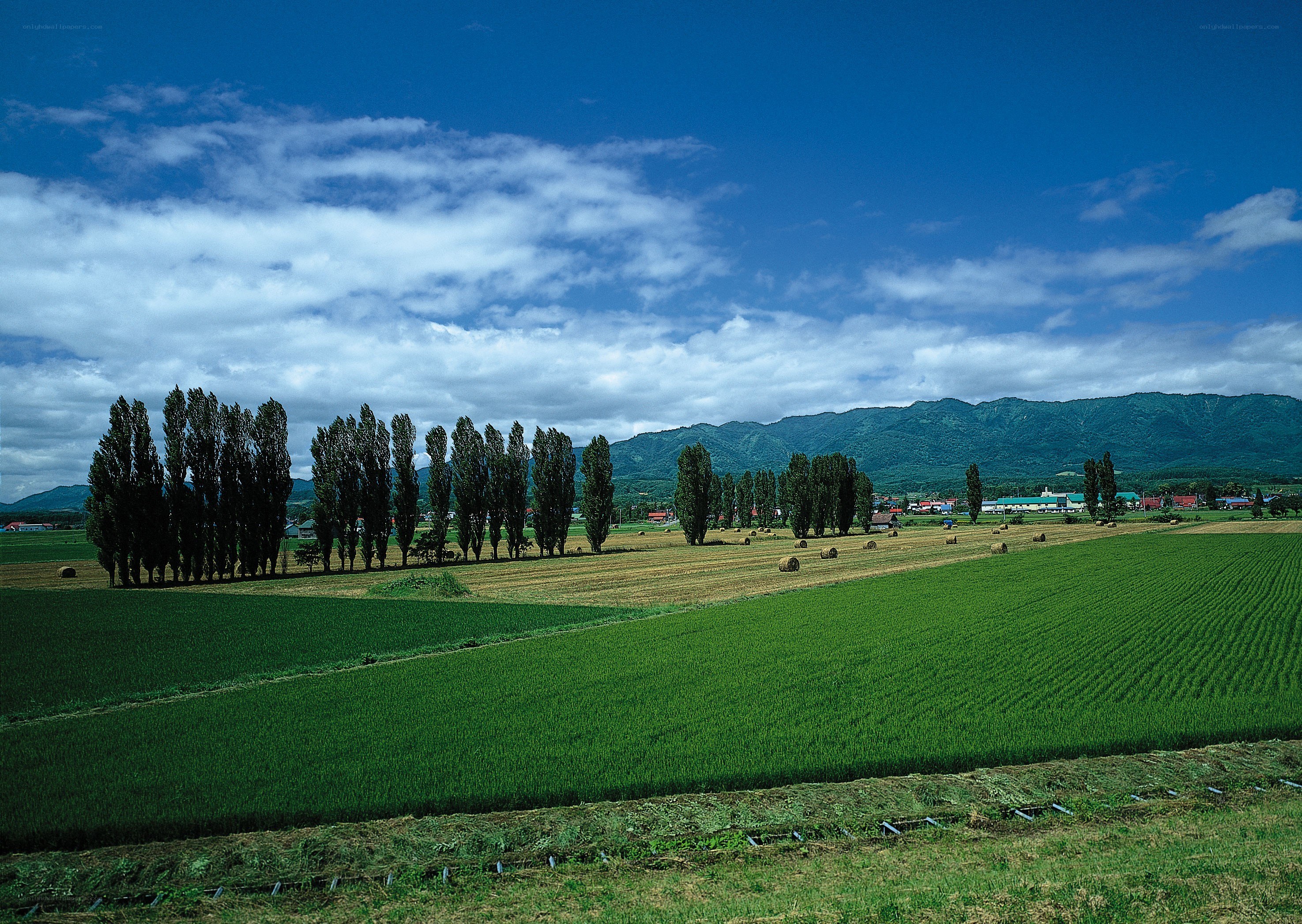 Rice fields with mountains in background