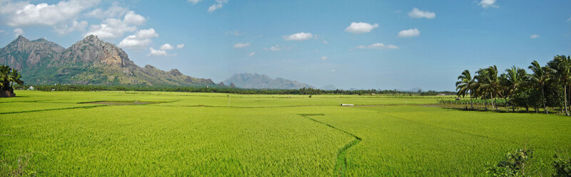 Rice fields with mountains in background