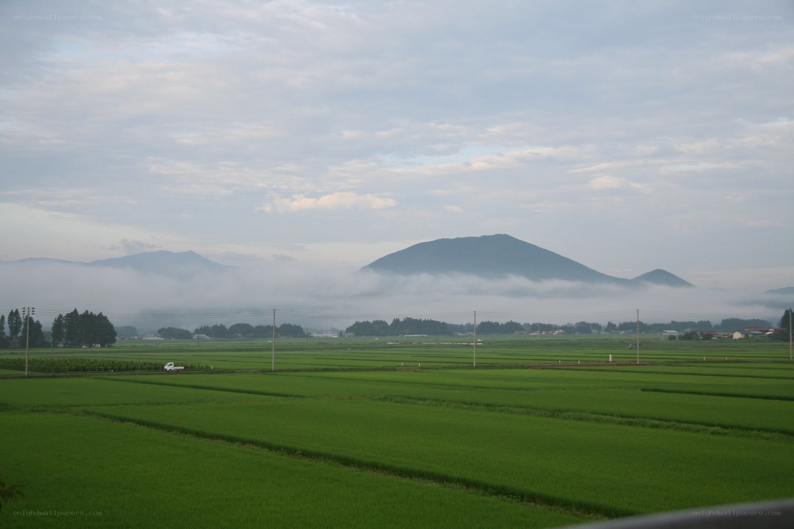 Rice fields with mountains in fog