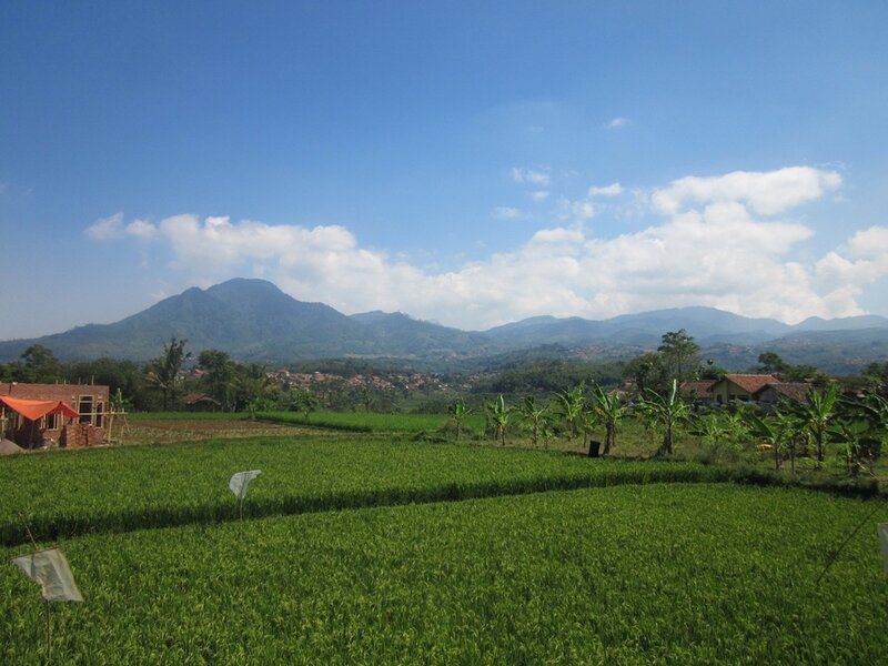 Rice Fields with Mountains