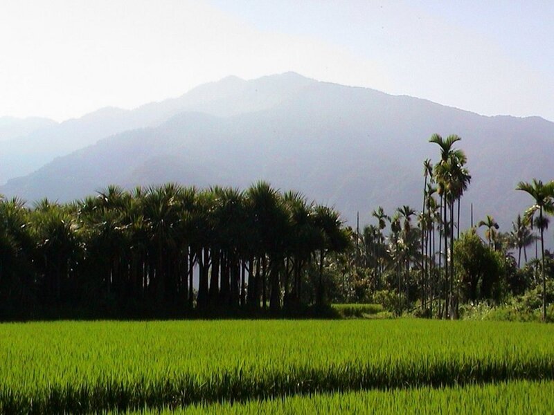 Rice fields with palm trees and mountains