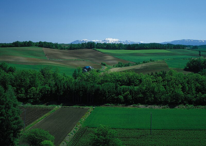 Rice fields with snow-capped mountains
