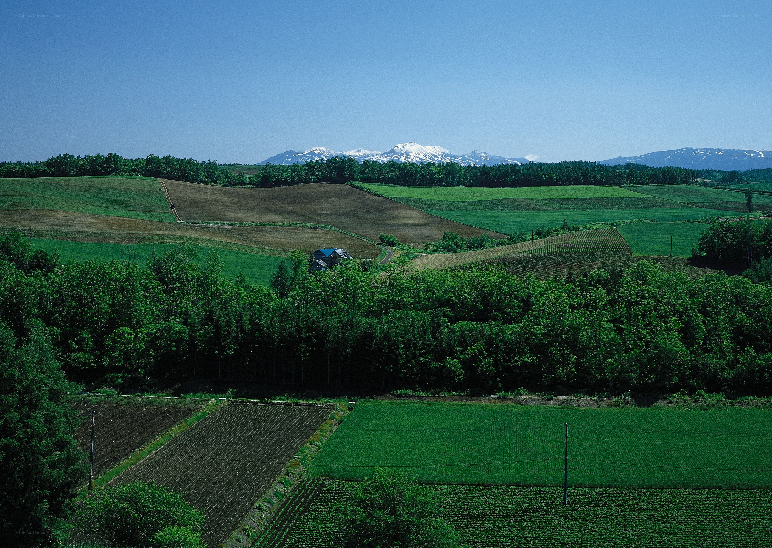 Rice fields with snow-capped mountains