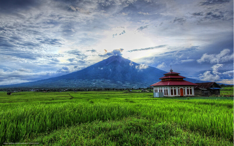 Rice fields with volcano backdrop