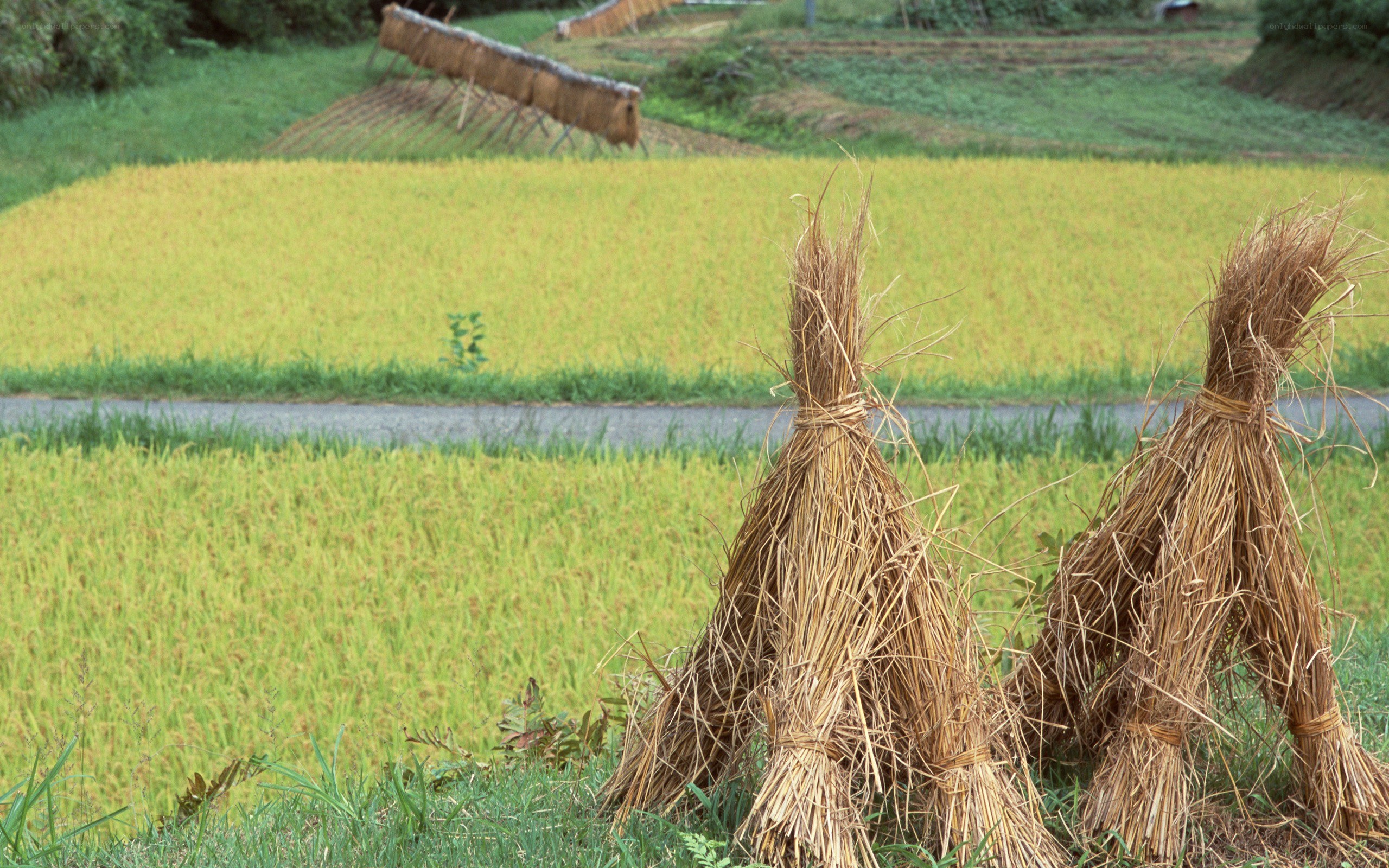 Rice harvest in rural fields
