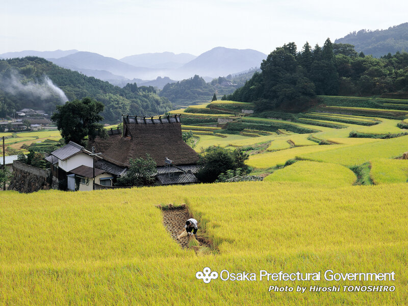 Rice harvest in rural Japan