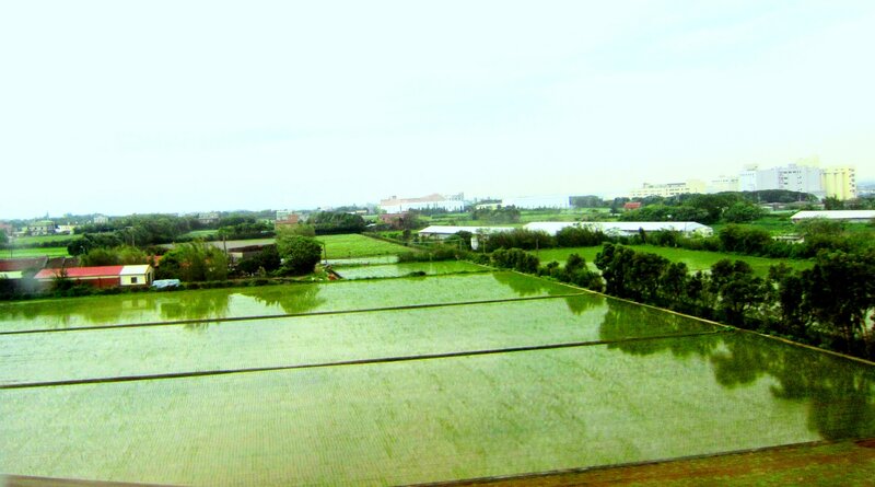 Rice Paddies and Fields — Green