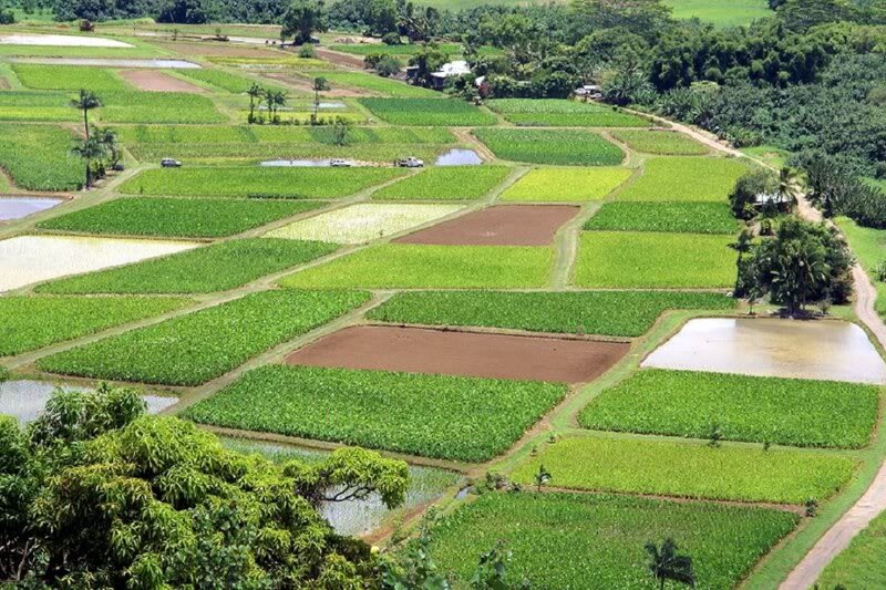 Rice Paddies and Fields