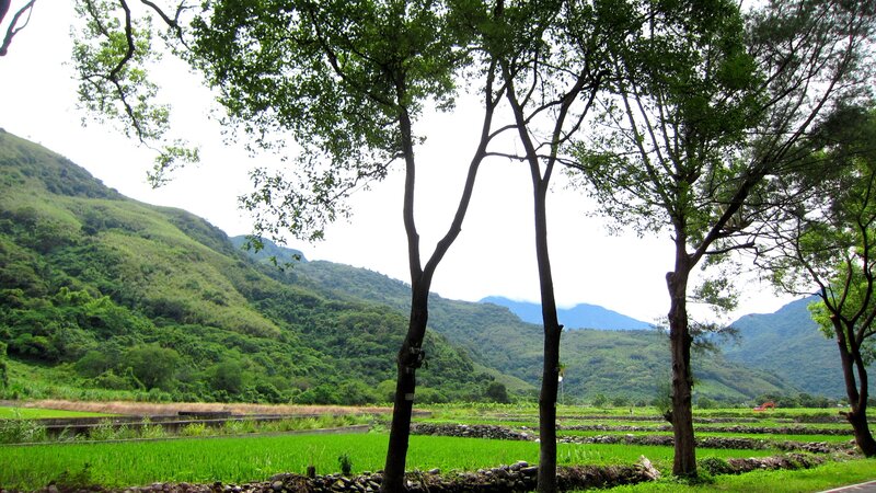 Rice Paddies and Mountains — Green