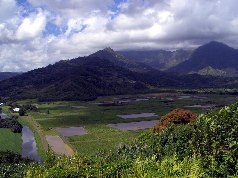Rice Paddies and Mountains