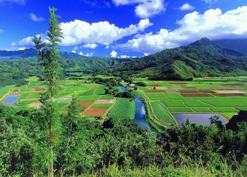 Rice Paddies and River