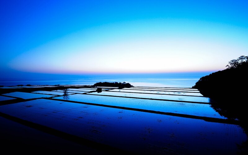Rice paddies at dawn
