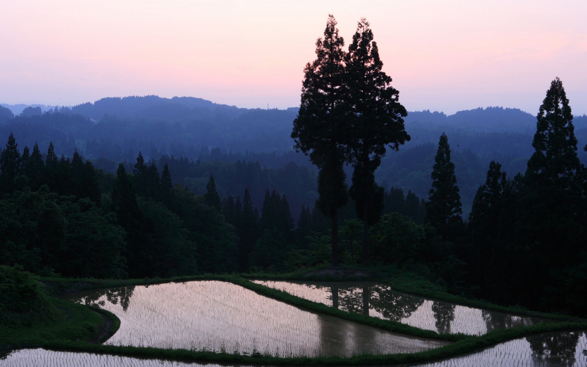 Rice paddies at dusk