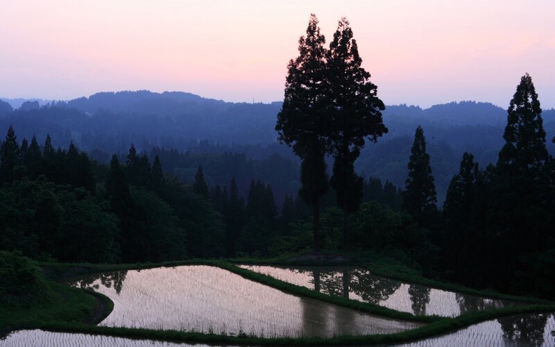 Rice Paddies at Dusk — Pink, Serene