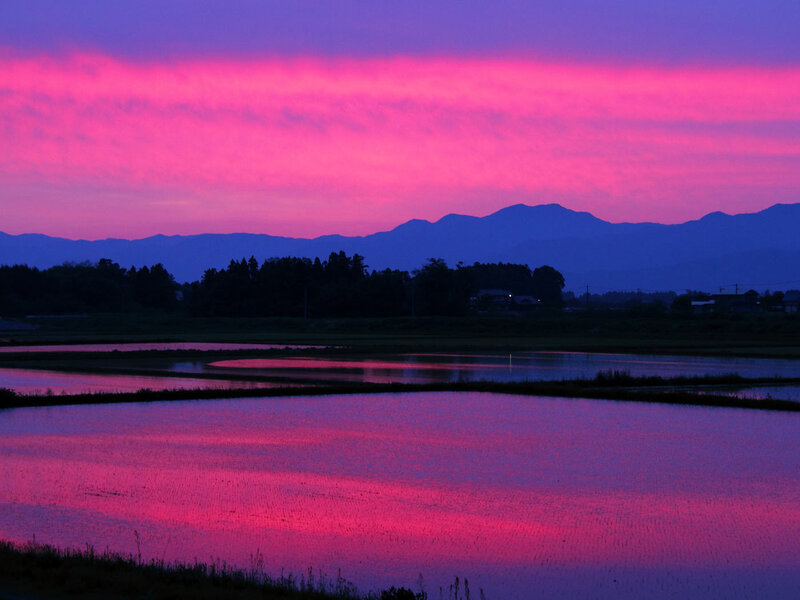 Rice Paddies at Dusk — Pink