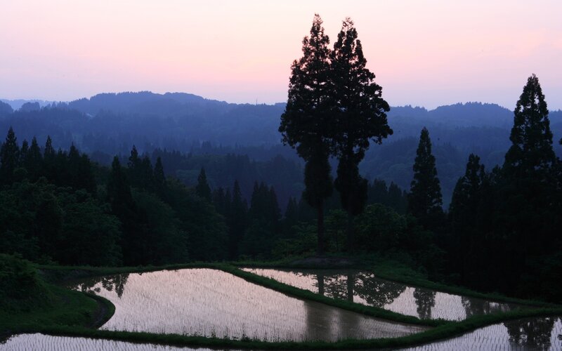 Rice paddies at dusk