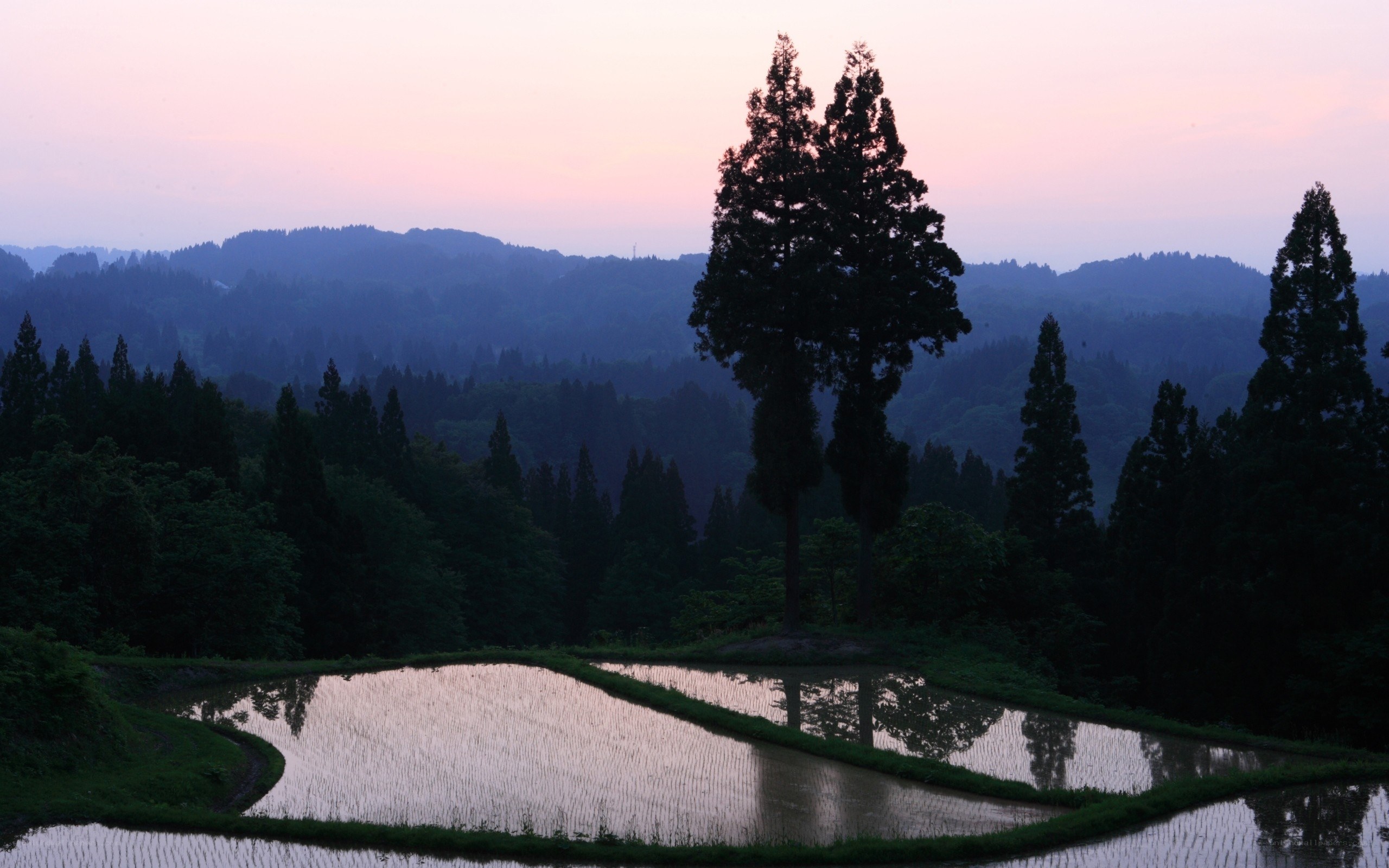 Rice paddies at dusk
