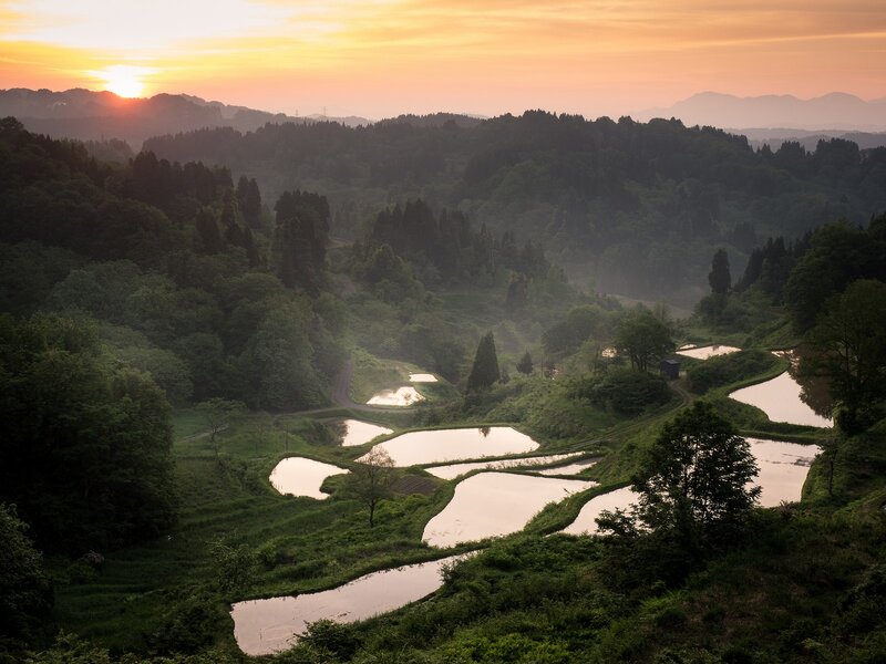 Rice Paddies at Sunrise — Green