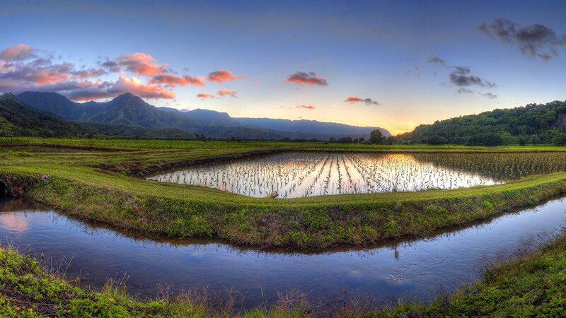 Rice Paddies at Sunset — Blue, Serene