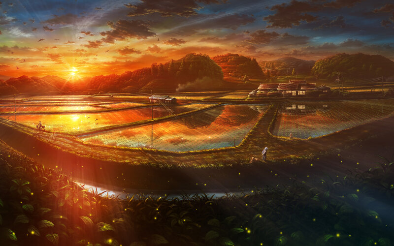 Rice Paddies at Sunset — Orange, Serene