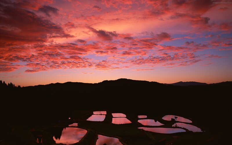 Rice Paddies at Sunset — Red