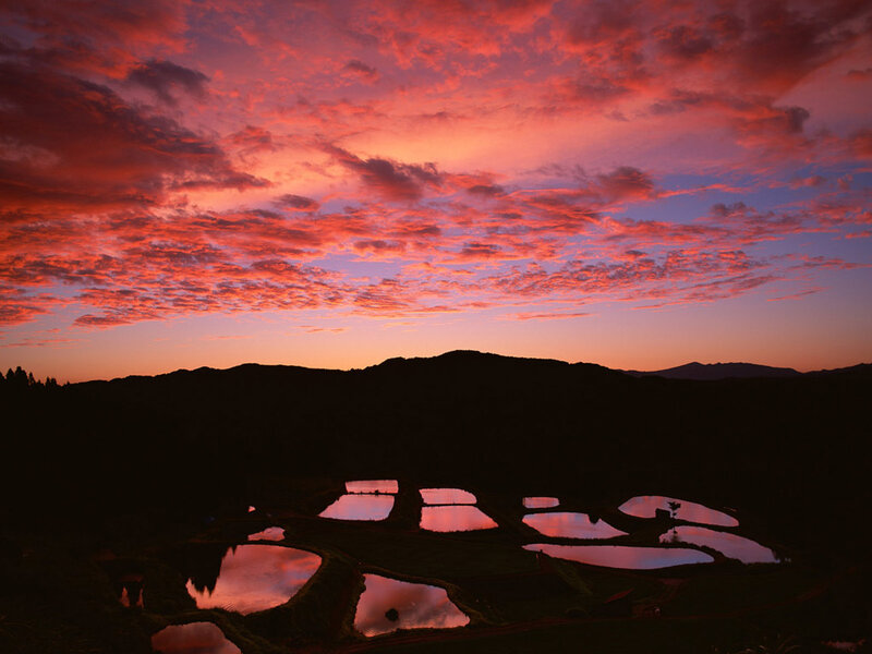 Rice paddies at sunset