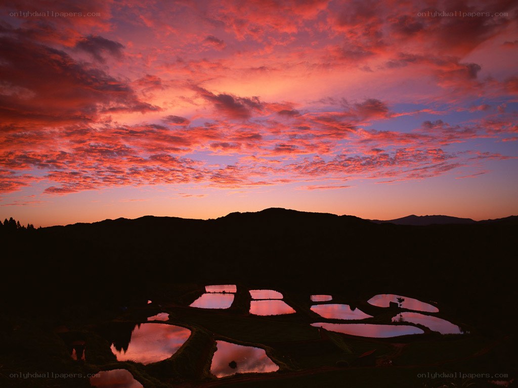 Rice paddies at sunset